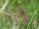 foins/mPICT0028.JPG