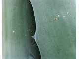 yucca/PICT0007.JPG