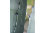 yucca/PICT0018.JPG