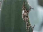 yucca/PICT004.JPG